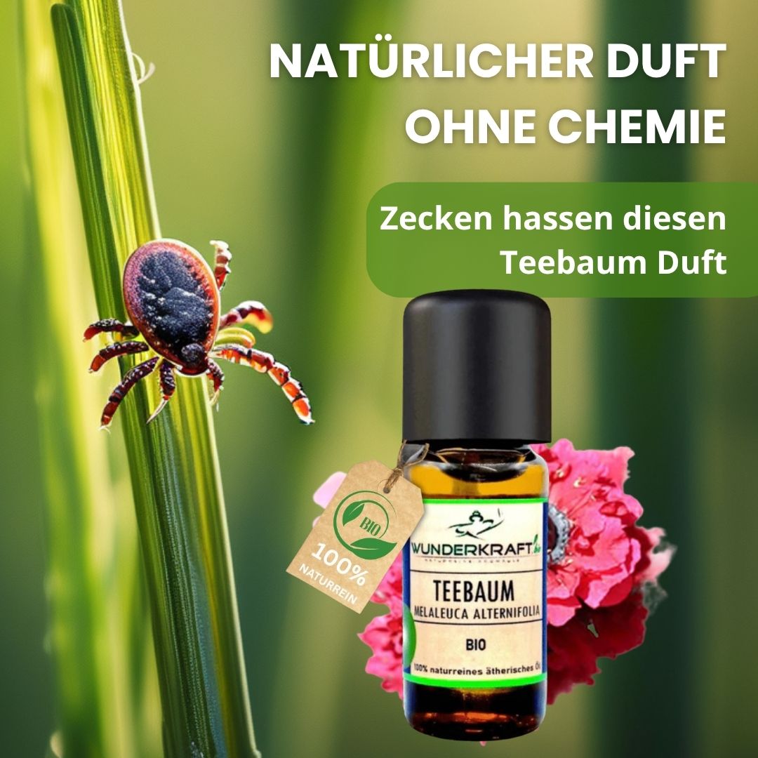 Riesen Duftstein mit Holzteller inkl. BIO Teebaumöl, 100% naturreine ätherische Öle - Wunderkraft.bio von Wunderlampe.bio