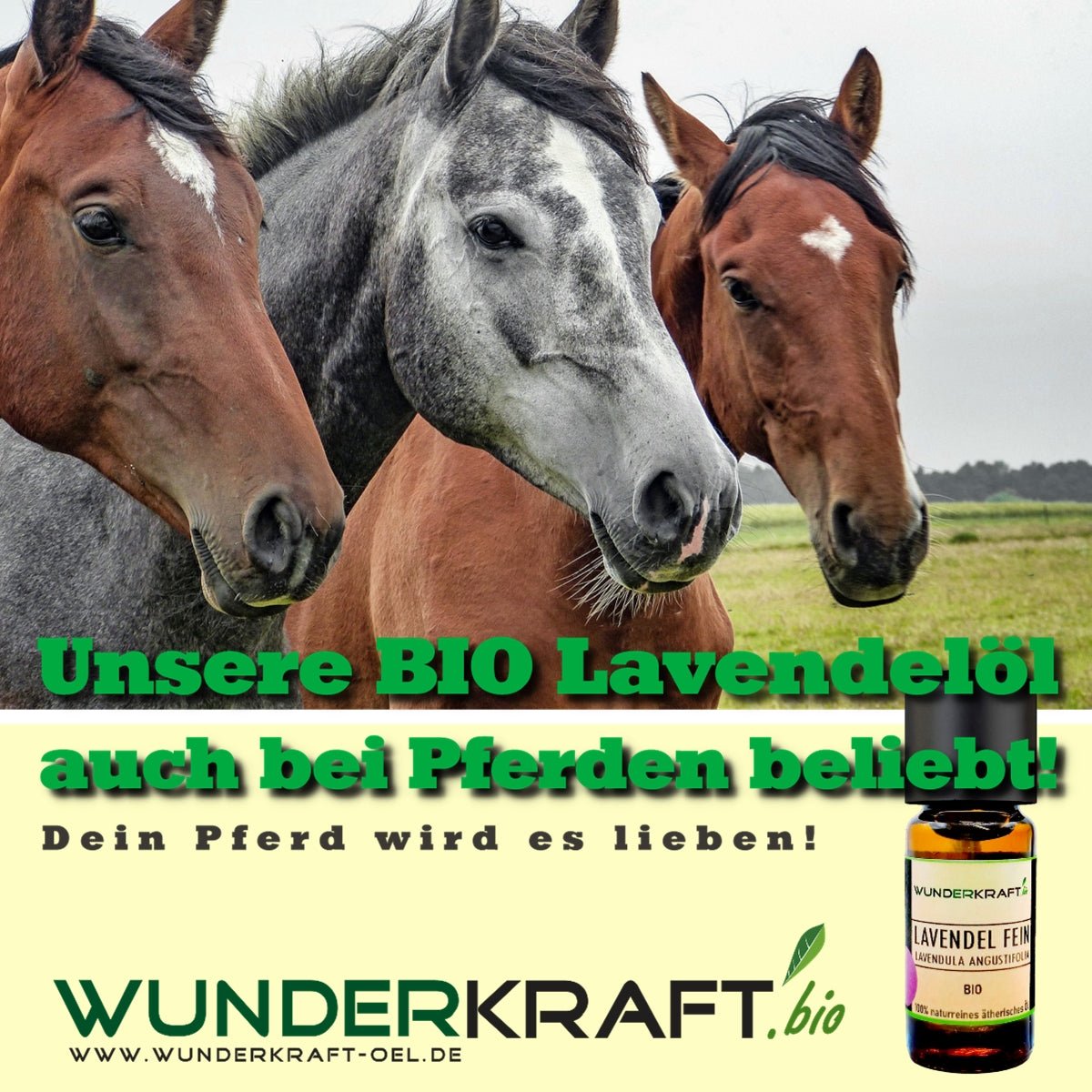BIO Lavendelöl und Pferde. - Wunderkraft naturals