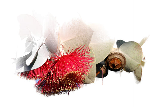 Eukalyptusöl, ein muss in der Erkältungszeit - Wunderkraft.bio von Wunderlampe.bio