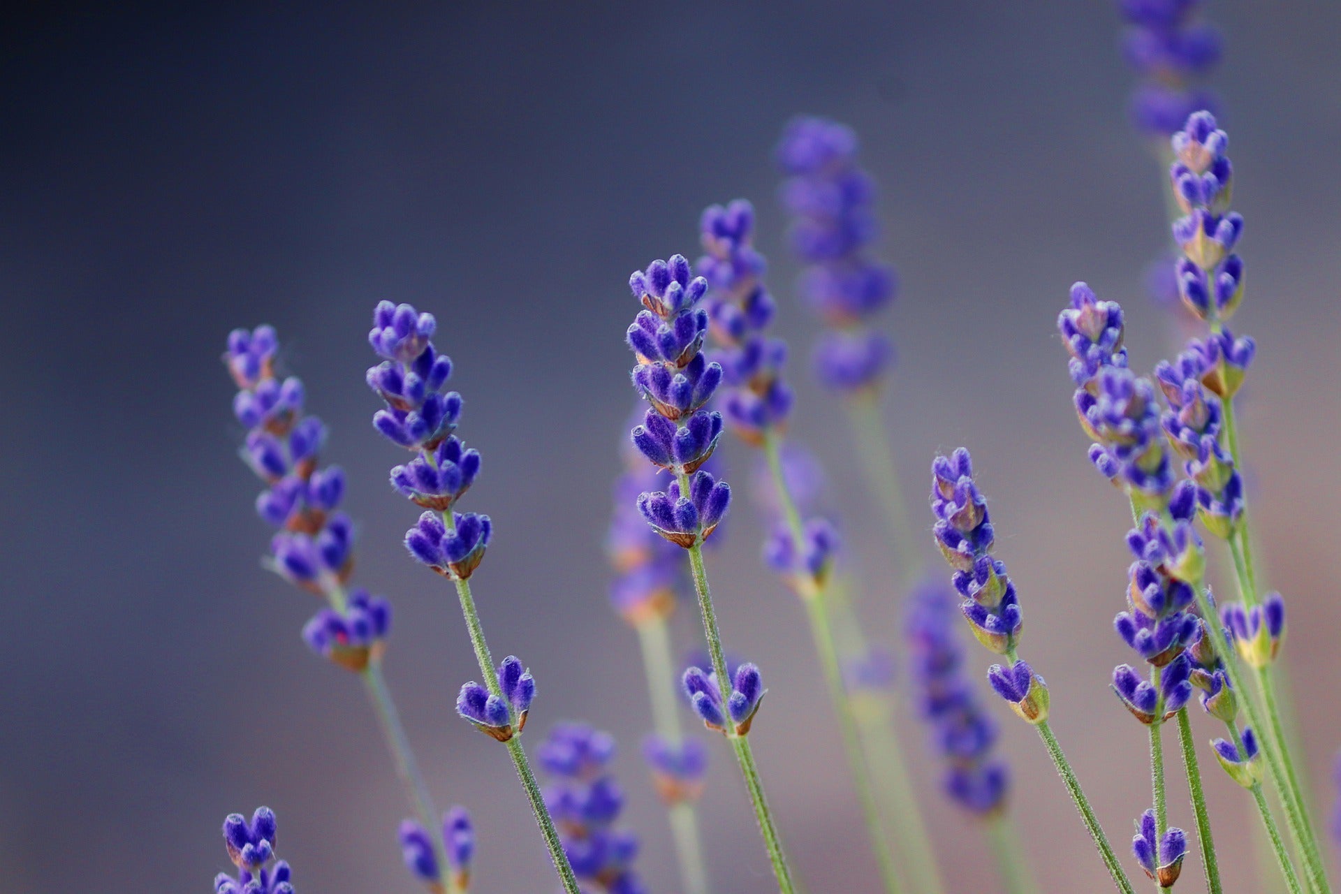 Lavendel, ein Alleskönner der Natur - Wunderkraft naturals