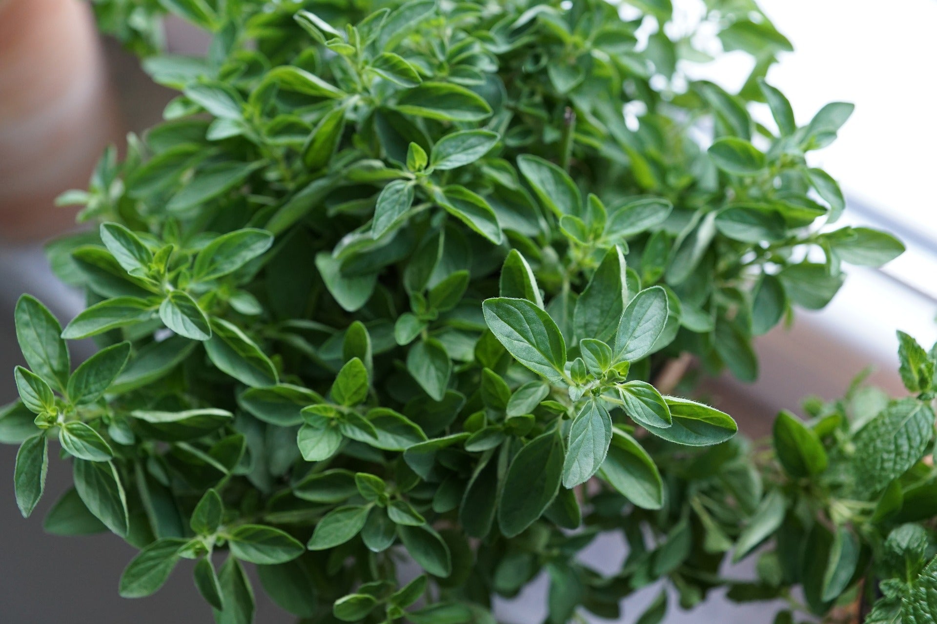 Oregano ein Wunder der Natur - Wunderkraft naturals