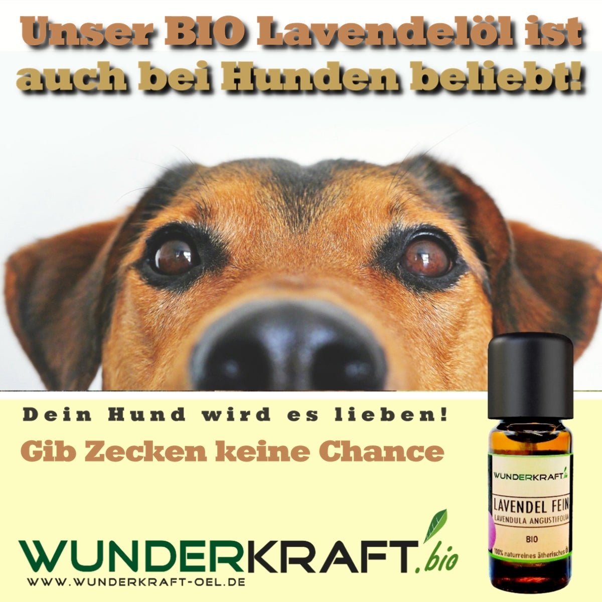 Pflanzliche Öle sind beliebt bei Hund und Katz - Wunderkraft naturals